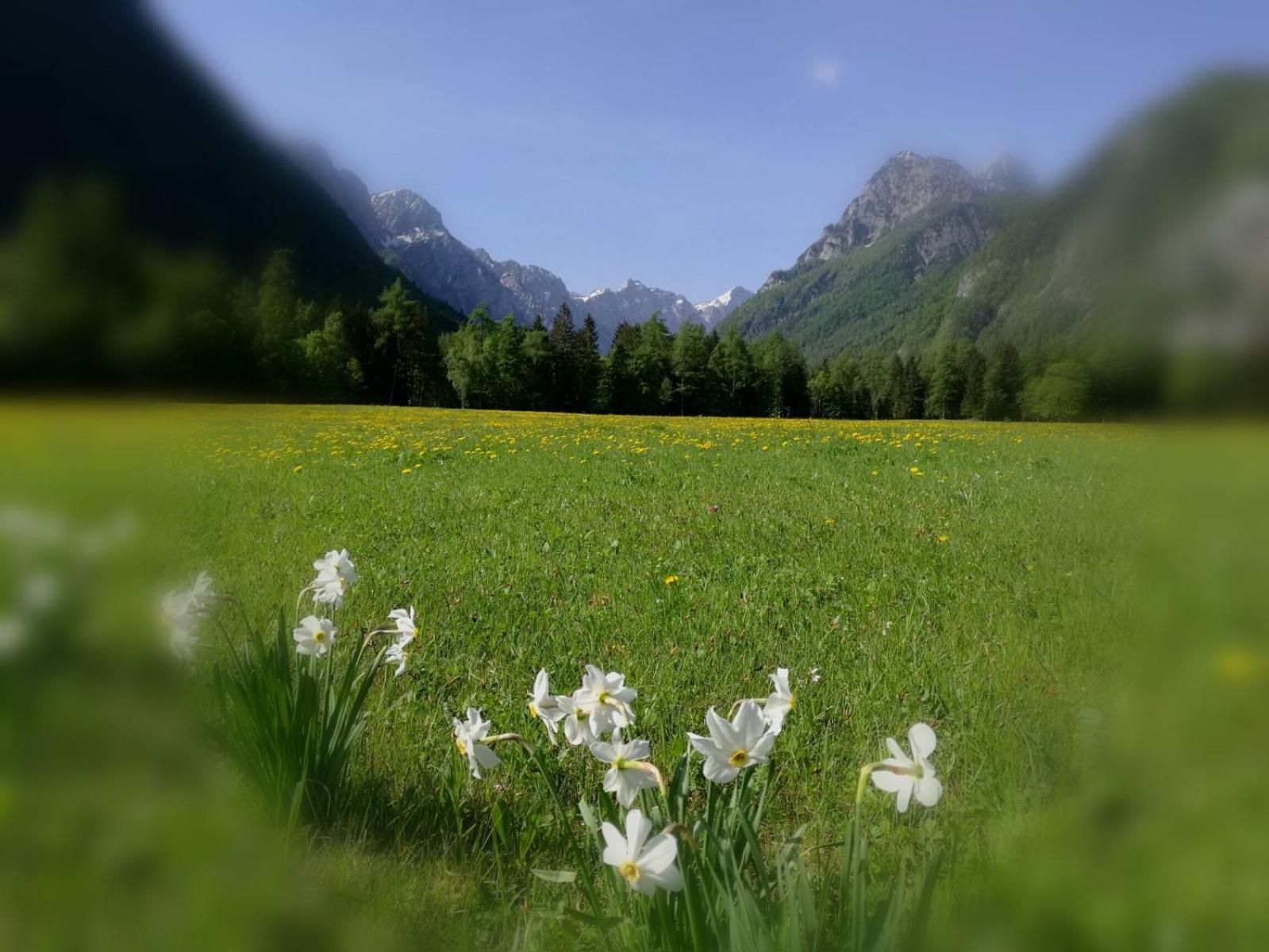 Ferienwohnung Turisticna Kmetija Psnak Mojstrana Exterior foto