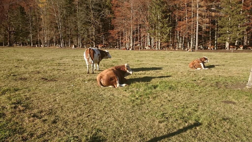 Ferienwohnung Turisticna Kmetija Psnak Mojstrana Exterior foto